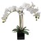 2 White Phalaenopsis in 5" Black Cube Pot, Elegant Orchid Arrangement, Perfect for Home, Office, and Event Décor, Floral Home by Artificial Flowers